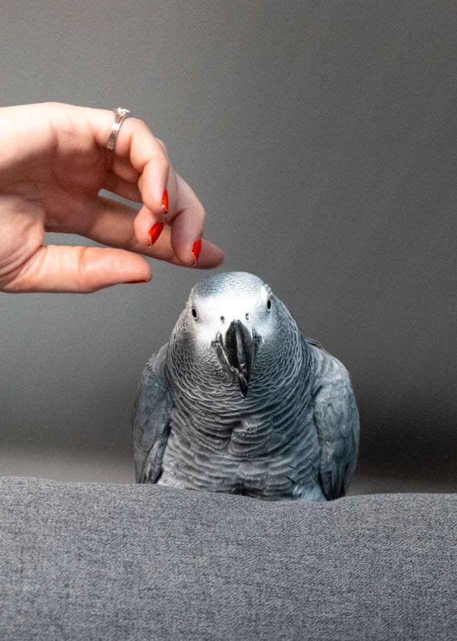 Fluffy — Dr Lizelle's bird
